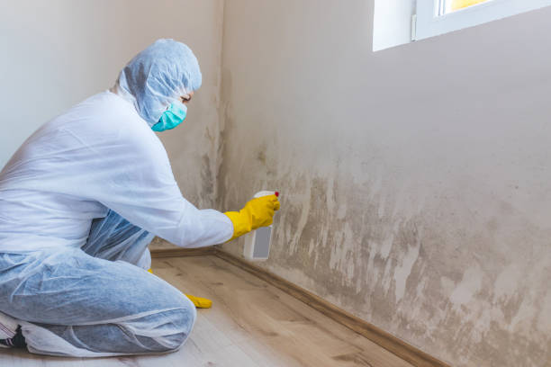 Licensed Basement Mold Remediation service in Chester, NJ - Mold Remediation HQ