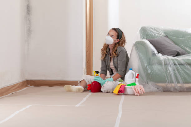 Reliable Basement Mold Remediation contractor in Chester, NJ by Mold Remediation HQ